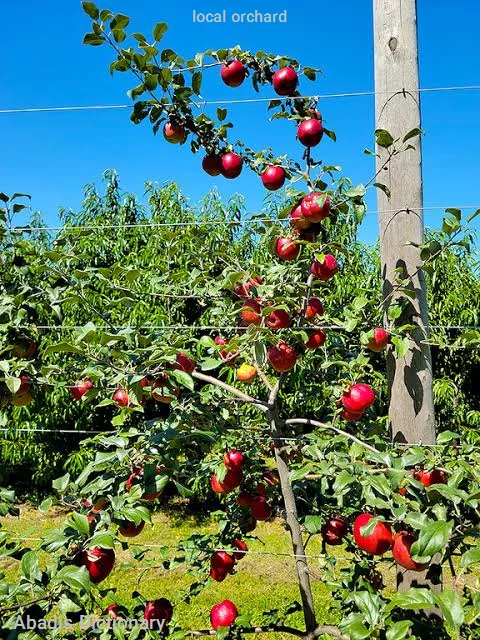 local orchard